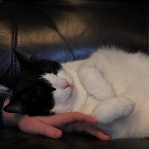 Meet your Posher, Peter j